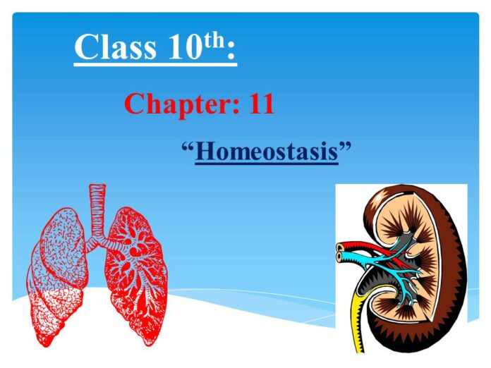 Class 10 chapter 10 homeostasis mcqs
