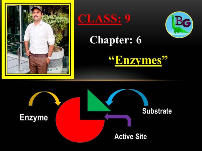 biology 9th class chapter 6 enzymes