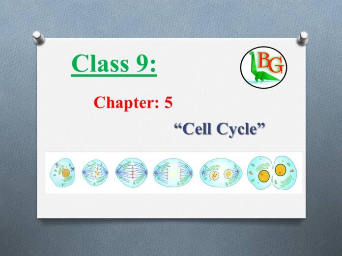 biology class 9 chapter 5 cell cycle