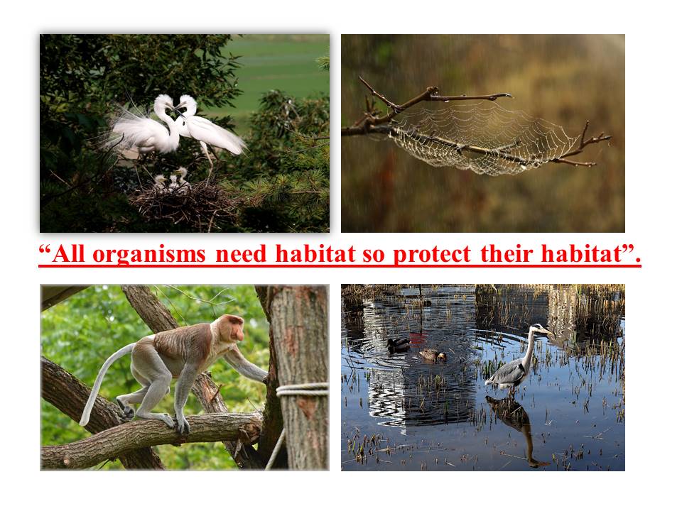 Organisms and their habitat