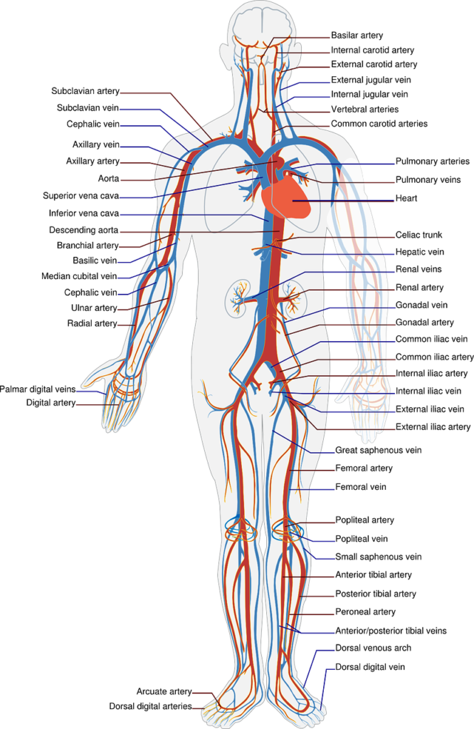 Circulation in human body