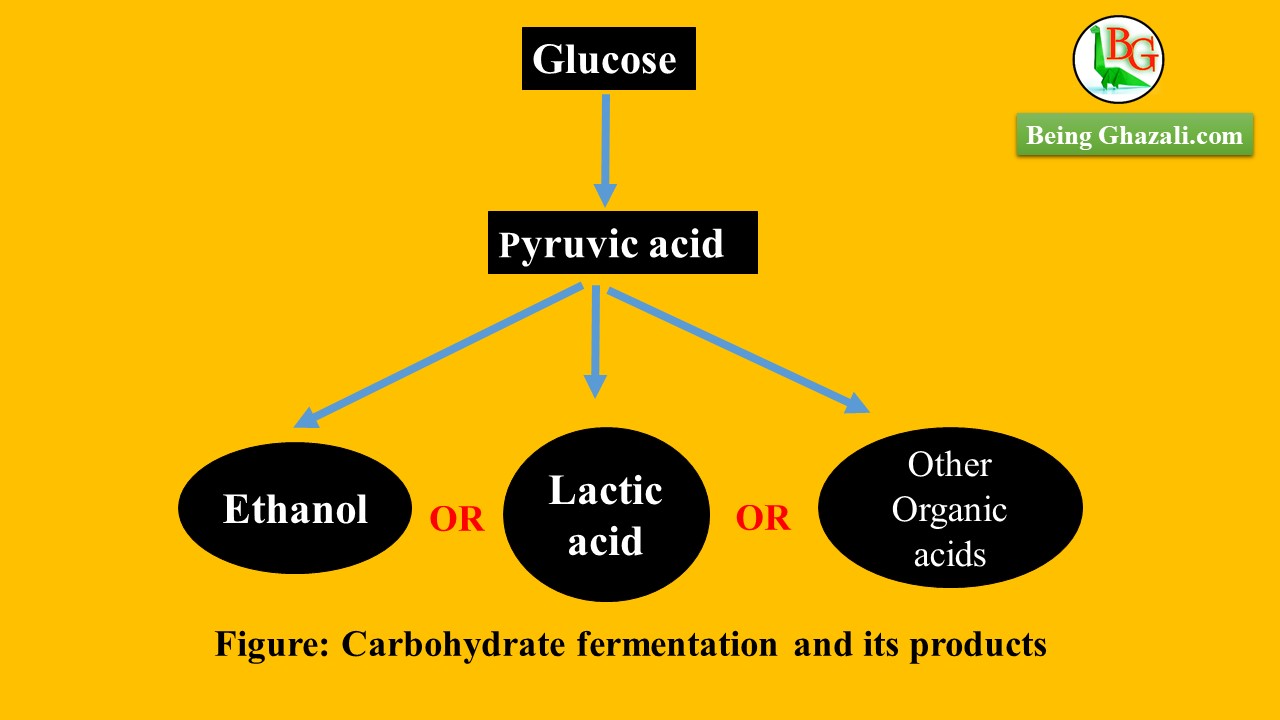 Carbohydrate fermentation and its products