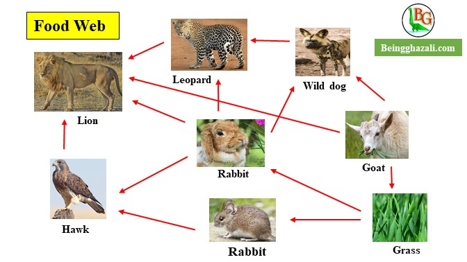 Food web