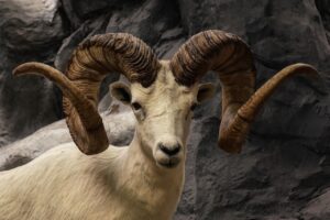 Marco polo sheep, endangered species