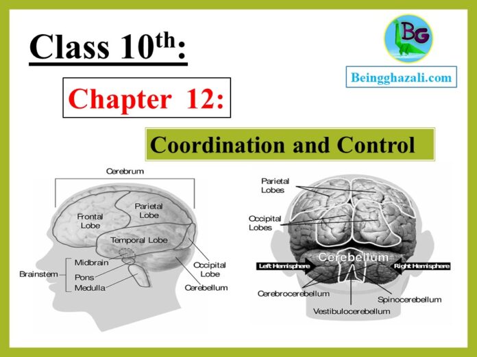 Class 10 biology chapter 12 coordination and control