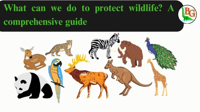 What we can do to protect wildlife