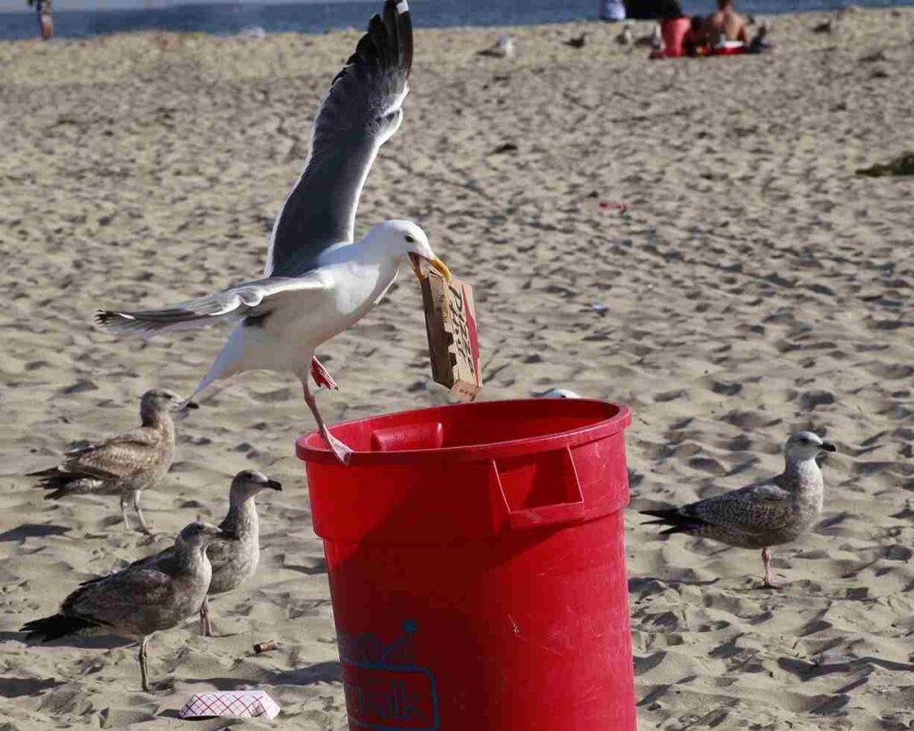 Birds eating human foods leads to malnutrition