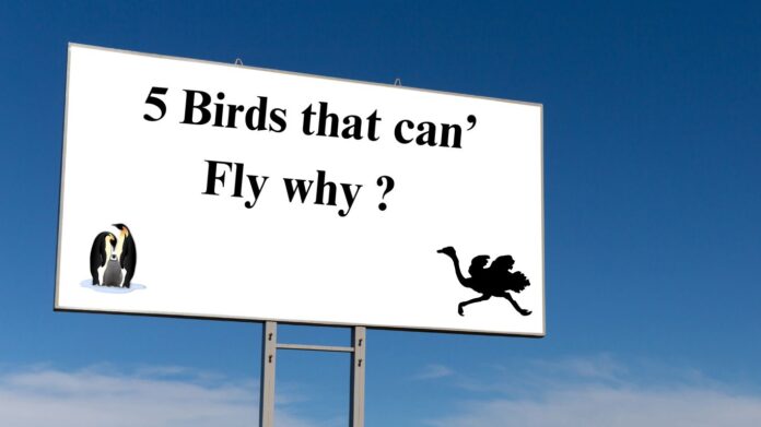 5 birds that can't fly why?