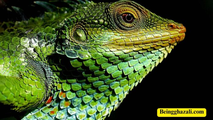 10 Animals That Can Regrow Body Parts (Regeneration)
