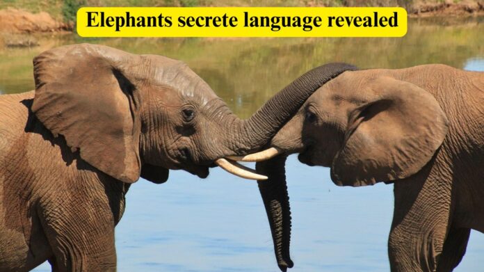 How Do Elephants Communicate? Secret Language Revealed